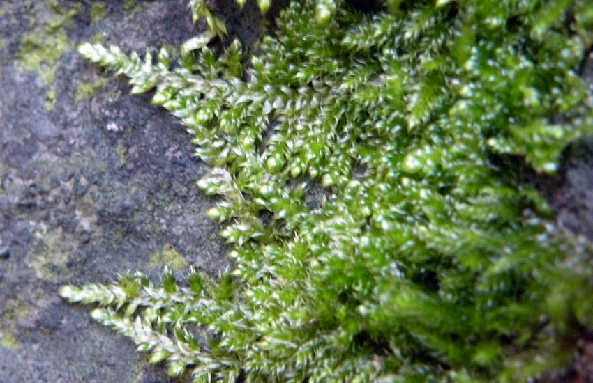 Muschi identificati con Dryades?